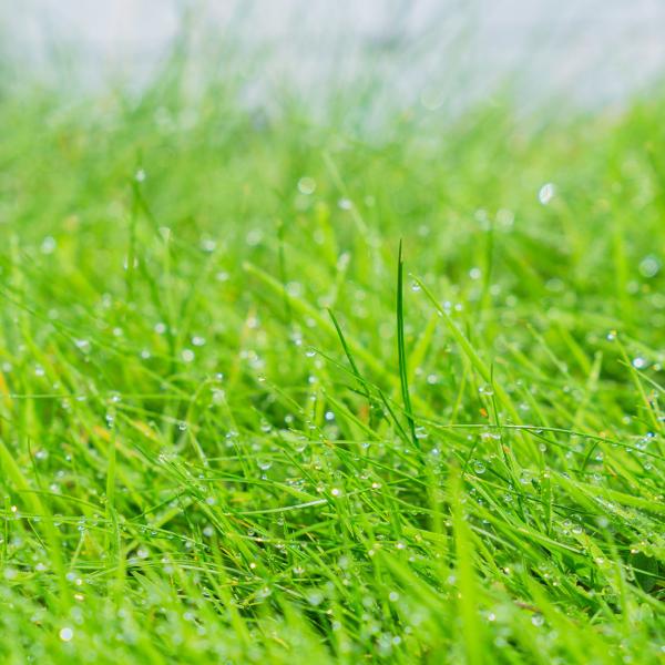 Close up image of Irish grass covered in raindrops