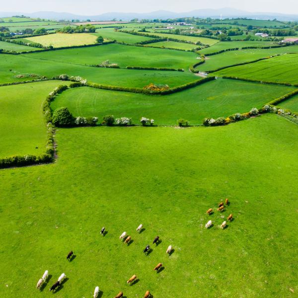 Drone shot of Irish dairy cattle