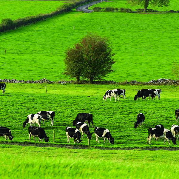 cows grazing on grass
