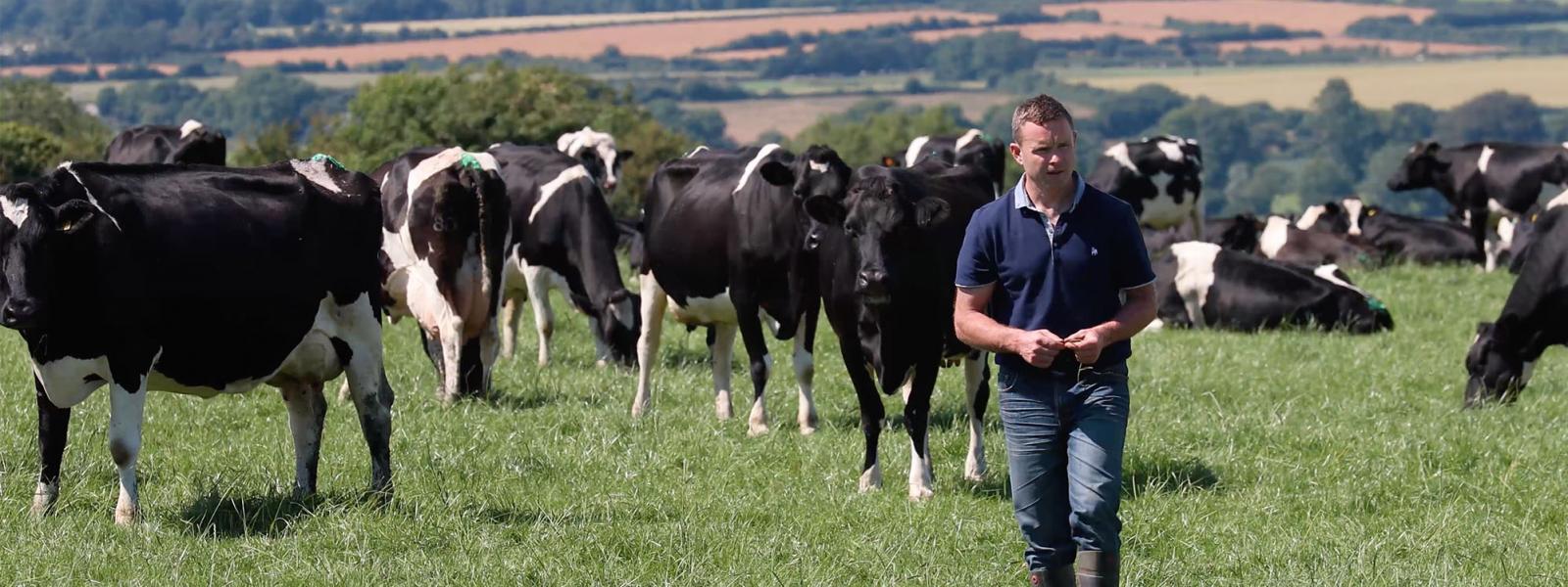 Irish dairy farmer walking in his field amongst his dairy cows