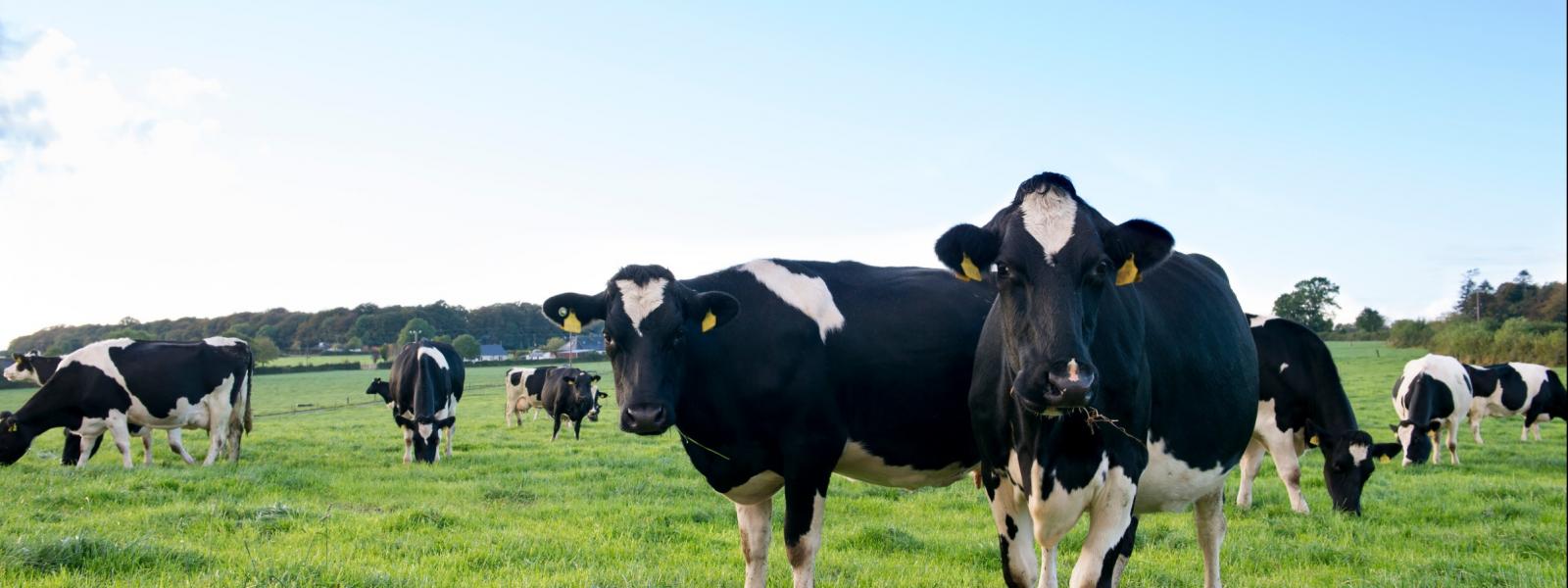 Irish Dairy Cows in a field